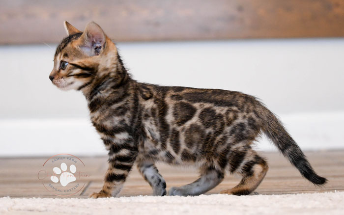 Bengal kitten for sale